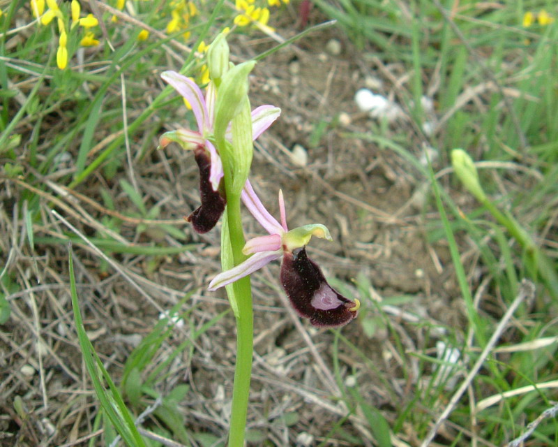 Ophrys bertolonii